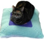 Cat on pillowghan
