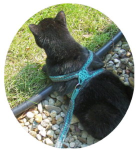 Crochet Cat Leash