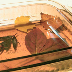 preserved leaves